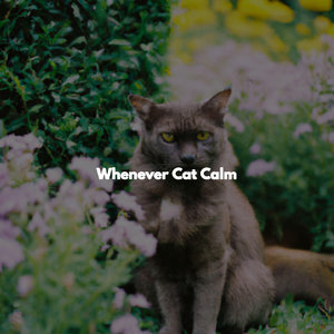 Whenever Cat Calm
