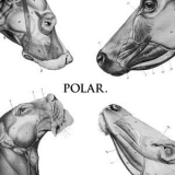 Polar - This Polar Noise EP '2011