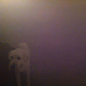 Dog In The Fog 'replica' Collaborations & Remixes