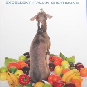 Excellent Italian Greyhound