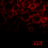 OSI - Blood '2009